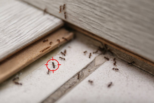 Best Termite Control Services  in Mount Arlington, NJ